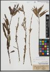 Foto von Salix triandra L. x Salix viminalis L.